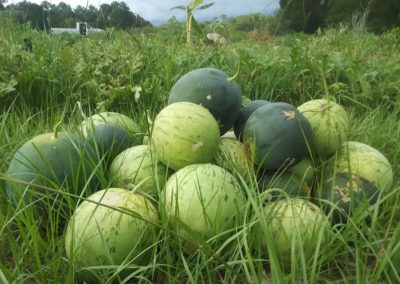 food forest 1