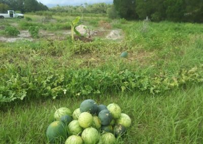 food forest 10