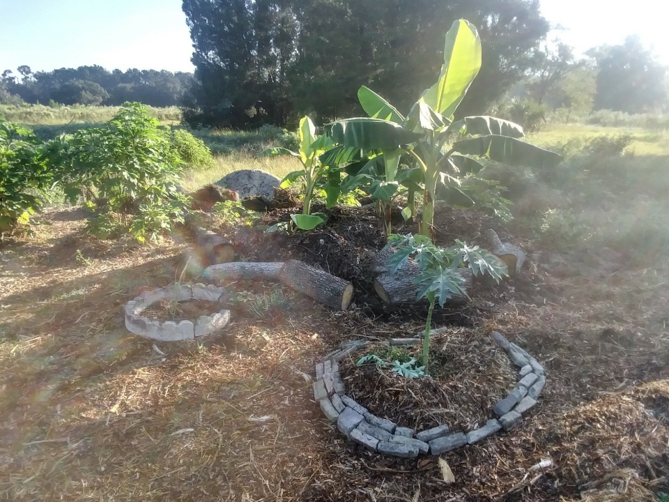 Banana Circle Kits - banana trees in a circle garden