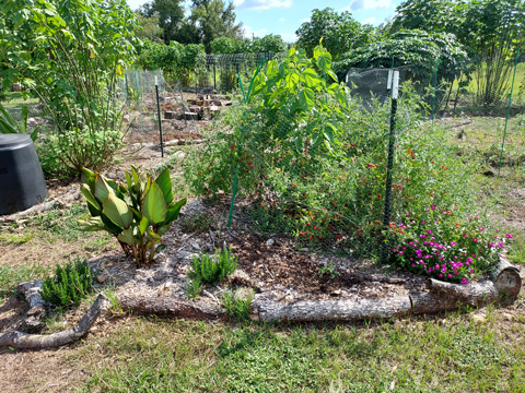 Mulberry fruit tree with native Florida everglades tomatoes with basil and oregano herbs, canna lilly, native plants, and toothache plant herbs.