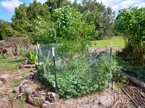 Plumb Tree With Edible Turmeric Spice And Sweet Potatoes Groundwater Landscape Bed