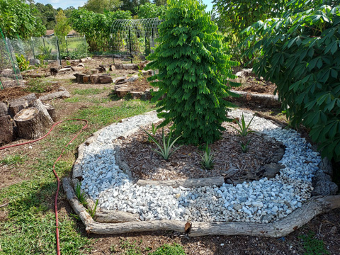 Pineapple and Katuk Edible Plant Landscapes Bed